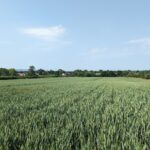 WebbPaton - Land at Poulshot