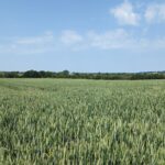 WebbPaton - Land at Poulshot